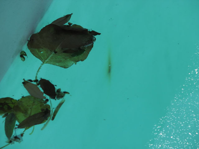 Pool Rust Pool Rust
